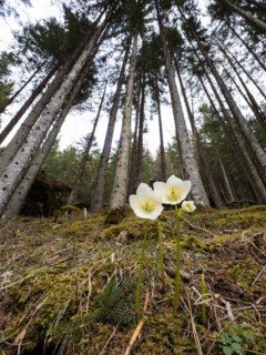 Christmas rose (Helleborus niger), near Tragoess, Styria, Austria, Europe