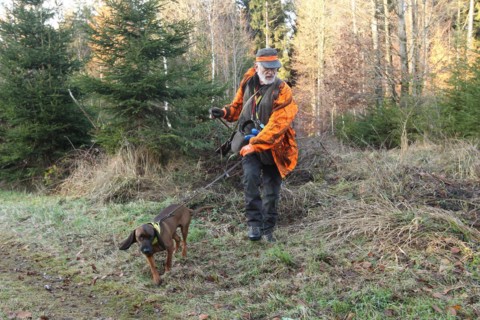 Wild boar (Sus scrofa) Hunting guide in safety clothing with hunting dog Bavarian Mountain Hound,