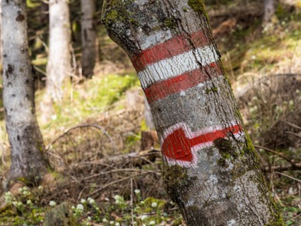 Signpost, marker, red arrow on a wooden trunk, Jassing, Styria, Austria, Europe
