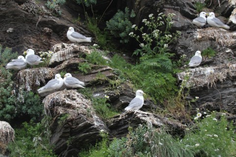 Black-legged kittiwakes (Rissa tridactyla) adults at their nests, Ekkeroy bird cliffs on the