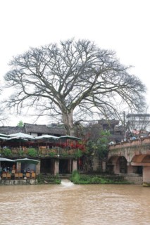 Pingle old village, river, travel, banyan tree, ficus subgenus urostigma, sichuan, china