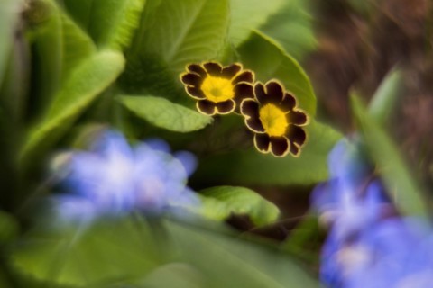 Close-up of two flowers of a primrose (Primula), picturesque, impressionistic, Hesse, Germany,