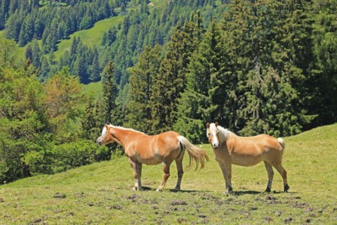 Haflinger, mountains