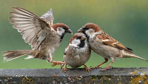 Animals, bird, sparrow, house sparrow, Passer domesticus, three sparrows fighting with each other,