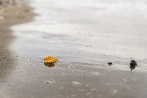 A solitary seashell stands out on a wet sandy beach as the tide recedes, leaving behind a textured