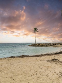Caribbean dream beach with palm trees, white sandy beach and turquoise-coloured, crystal-clear