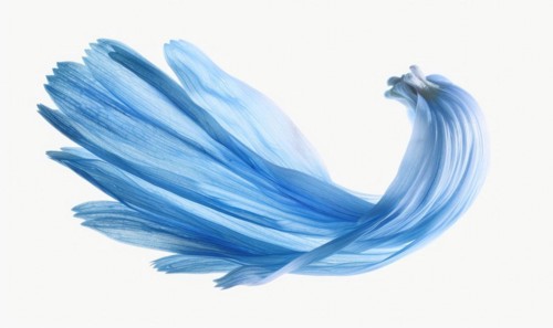 Light blue daisy flower petals on white background AI generated