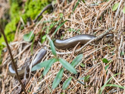 Slow worm (Anguis fragilis), near Tragoess, Styria, Austria, Europe