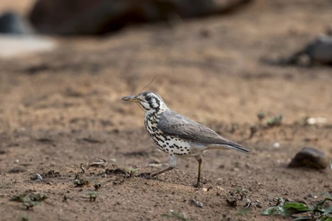 Acacia Thrush (Psophocichla litsitsirupe), Madikwe Game Reserve, North West Province, South Africa,