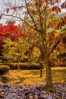Vibrant red autumn leaves on a tree with a blue jay, over a garden bed of fallen leaves, in South