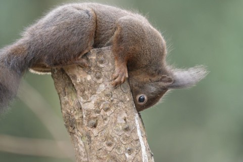 Eurasian red squirrel (Sciurus vulgaris), lying on top of a sawn-off tree trunk, head bent over,