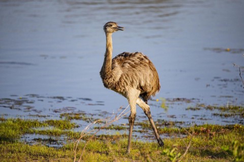 Nandu (Rhea americana) Pantanal Brazil