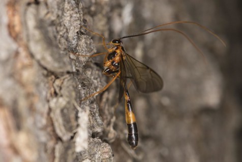 Ichneumon wasp from the Ophion genus, Valais, Switzerland, Europe