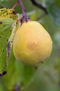 Fruit tree, quince (Cydonia oblonga), branch with a ripe fruit and raindrops, Moselle,