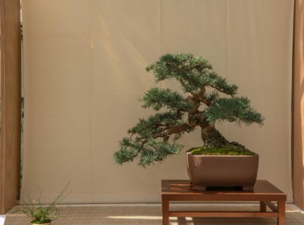 Bonsai