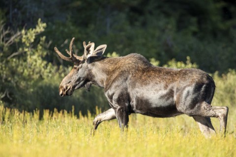 Moose. Alces alces. Young bull moose walking on a lakeshore. La Mauricie national park. Province of