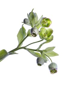 Flowers of a palm-leaf hellebore (Helleborus foetidus) on a white background, Bavaria, Germany,