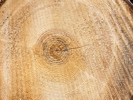 Visualisation of the annual rings in felled wood, Jassing, Styria, Austria, Europe