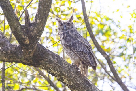 Virginia eagle owl (Bubo virginianus) Pantanal Brazil