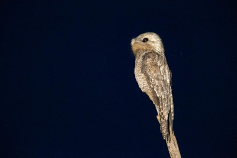 Great potoo (Nyctibius grandis) Pantanal Brazil