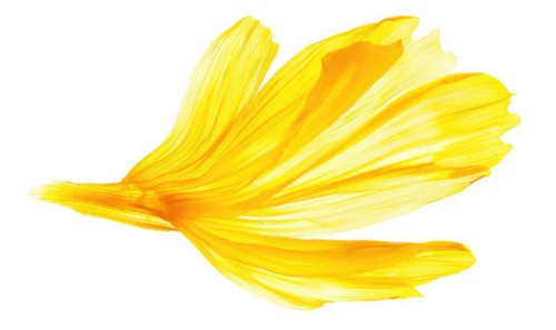 A petal-shaped brush stroke in soft yellow, resembling a chamomile petal. Yellow petal on a white