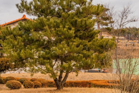 A solitary pine tree in a landscaped garden with a building backdrop, in South Korea
