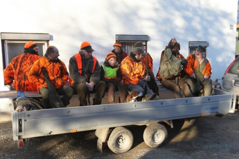 Wild boar (Sus scrofa) start of hunt, hunter in high visibility waistcoat on trailer, Allgaeu,