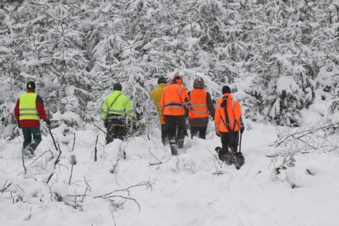 Wild boar (Sus scrofa) Hunting helpers, so-called beaters in warning clothing in front of a spruce