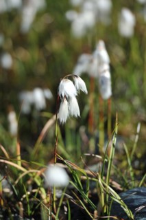 Eriophorum angustifolium