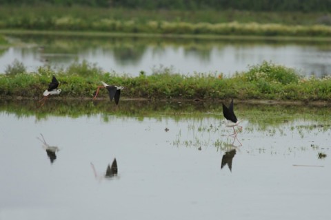 Black-winged Stilt, Himantopus himantopus, italy