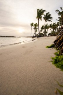 Caribbean dream beach with palm trees, white sandy beach and turquoise-coloured, crystal-clear