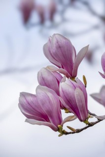 Blossoms of a magnolia (Magnolia), magnolia blossom, magnolia x soulangeana (Magnolia