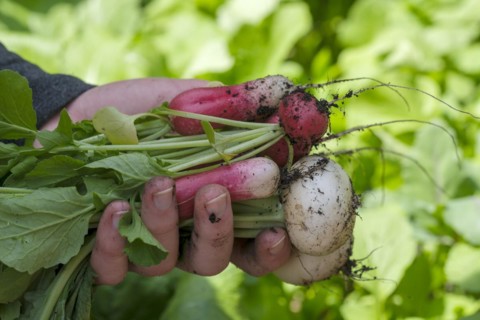 Radish (Raphanus sativus var. sativus), mixed radish, vegetable harvest, harvest, Bavaria, Germany,