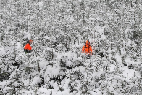 Wild boar (Sus scrofa) Hunting helpers, so-called beaters in warning clothing comb through a spruce