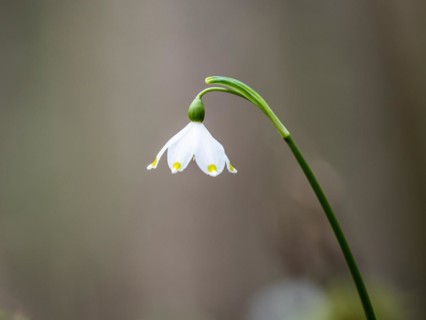 Spring snowdrop (Leucojum vernum), March snowdrop, March bell, large snowdrop. Amaryllis family