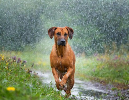 Dog, Rhodesian Ridgeback romps through the landscape in the rain, AI generated, AI generated