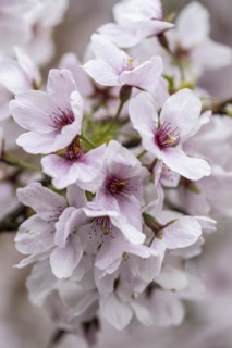 Japanese cherry (Prunus serrulata), Emsland, Lower Saxony, Germany, Europe