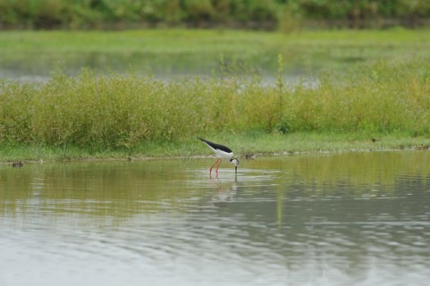 Black-winged Stilt, Himantopus himantopus, italy