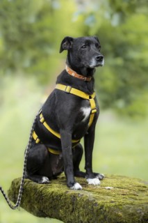 Domestic dog (Canis lupus familiaris), black, female, older, grey muzzle, from animal protection,