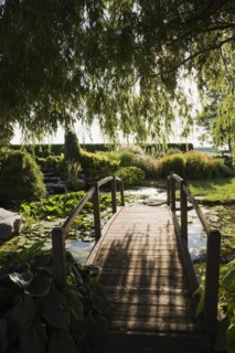 Silhouetted Salix, Weeping Willow tree branches and brown wooden footbridge bordered by Hosta