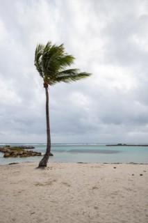 Caribbean dream beach with palm trees, white sandy beach and turquoise-coloured, crystal-clear