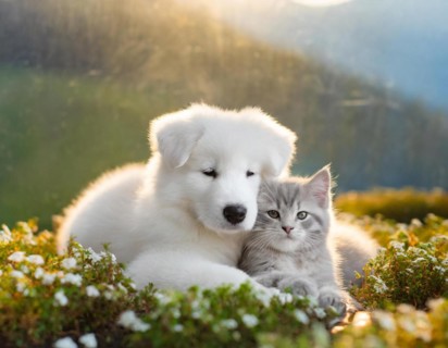 Dog, puppies of a white shepherd dog cuddling with a young white cat, AI generated, AI generated