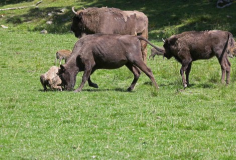European bison (Bison bonasus) cow attacking a helpless calf lying on the ground, captive, Sweden,