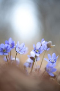 Common liverwort (Hepatica nobilis), flowers in the sunlight between leaves on the forest floor,
