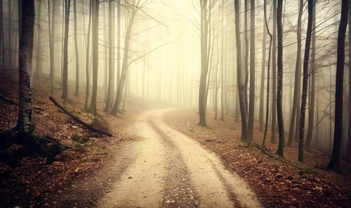 A dirt road cuts through a foggy forest bathed in warm light AI generated