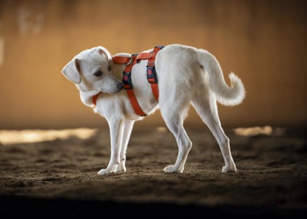 Domestic dog (Canis lupus familiaris), light-coloured coat, female, young, animal welfare dog,