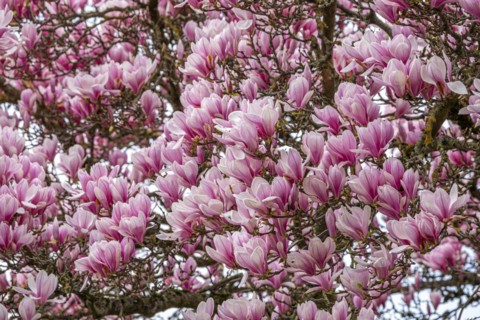 Tree with magnolia blossoms, magnolia (Magnolia), magnolia x soulangeana (Magnolia xsoulangeana),