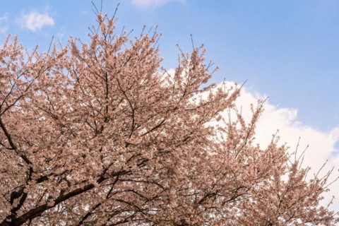 Top of beautiful cherry blossom tree branches against blue sky with puffy white clouds in Daejeon,