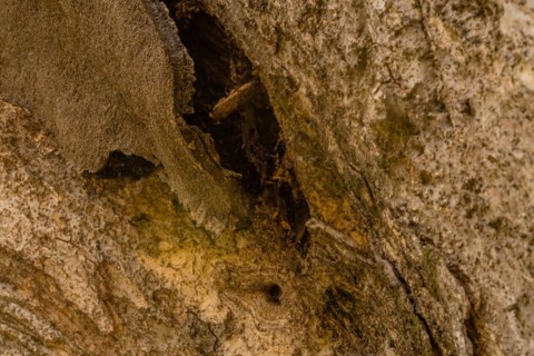 Closeup of the bark of a large old tree where tar that was used to repair tree has separated from