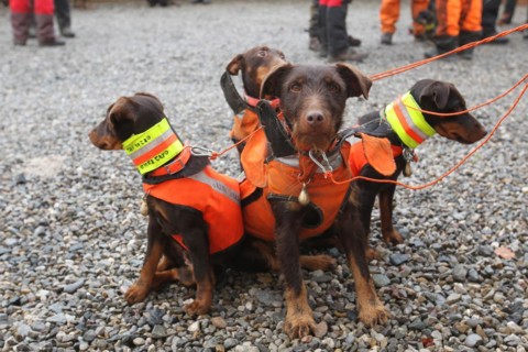 Hunting dogs, hunting terriers with safety waistcoats in front of the start of the hunt for sows